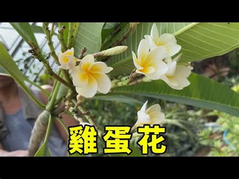 雞蛋花風水陽台|雞蛋花風水陣：破解財運困局